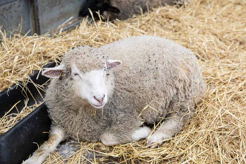 Sheep laying down