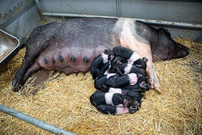 Sleeping pig with her piglets