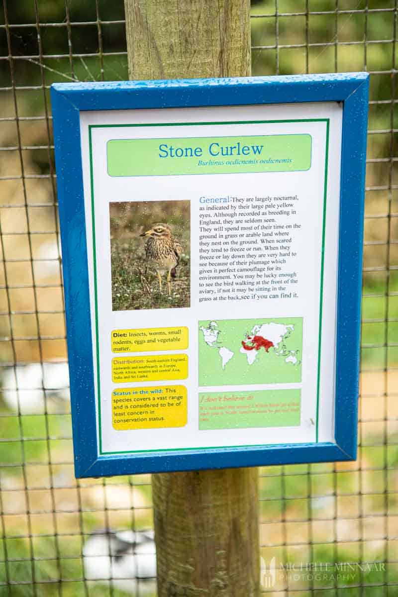 Plaque of stone curlew