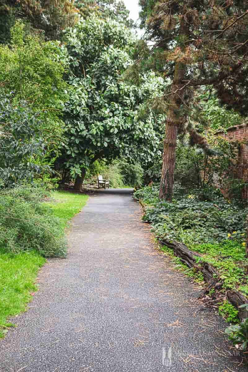 pathway in the woods