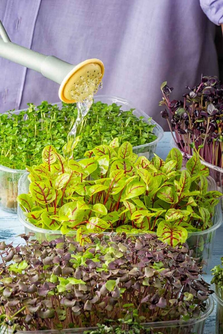 Bok Choy Substitute - The Top Seven Bok Choy Alternatives Greedy Gourmet