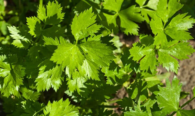 Celery leaves