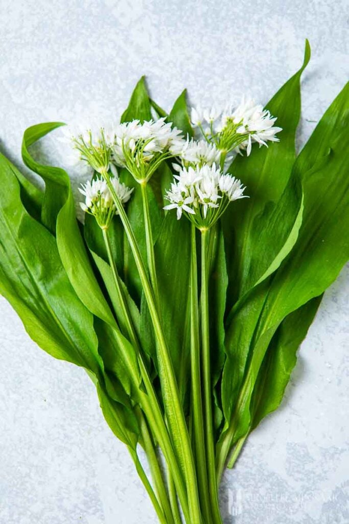 Fresh bunch f wild garlic