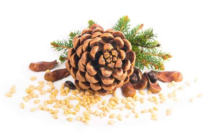 Pine cone and pine nuts