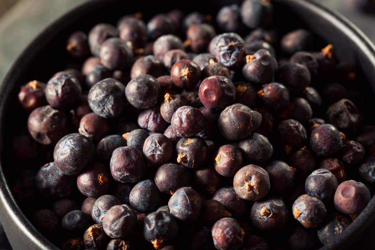 juniper berries.