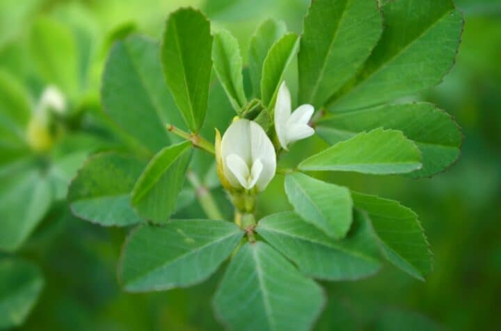 Fenugreek plant