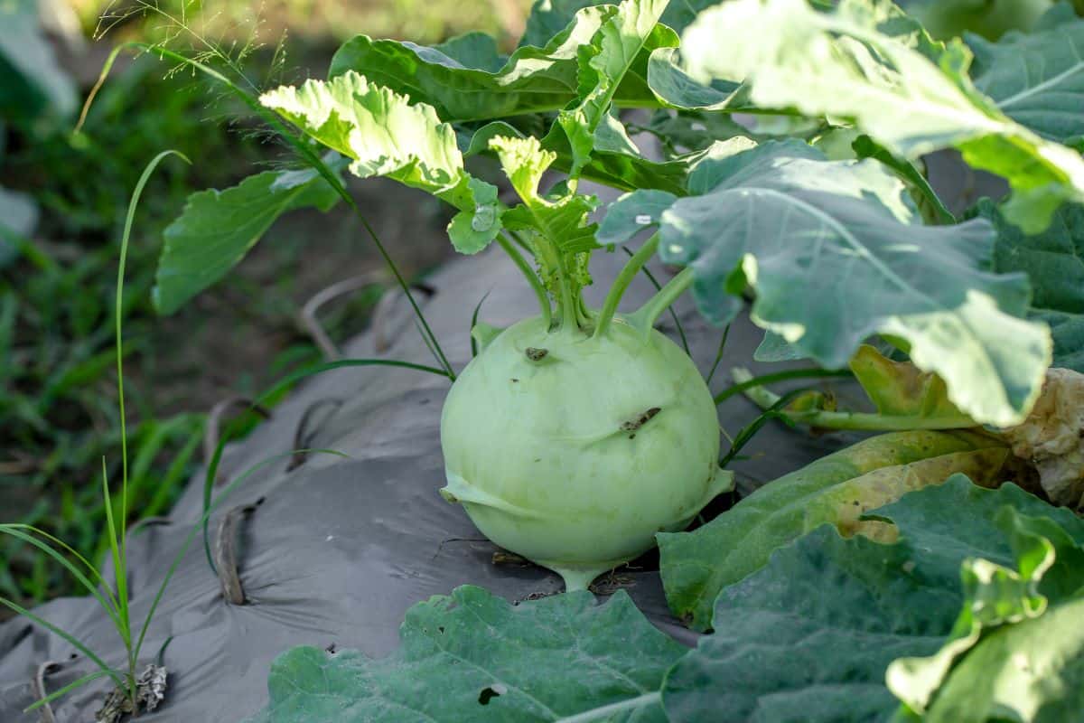 Kohlrabi turnip plant growing in the garden.