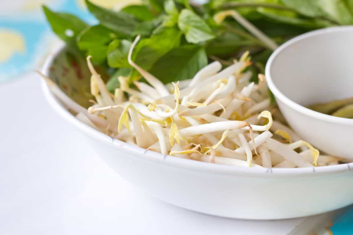 Mung bean sprouts on a white plate.