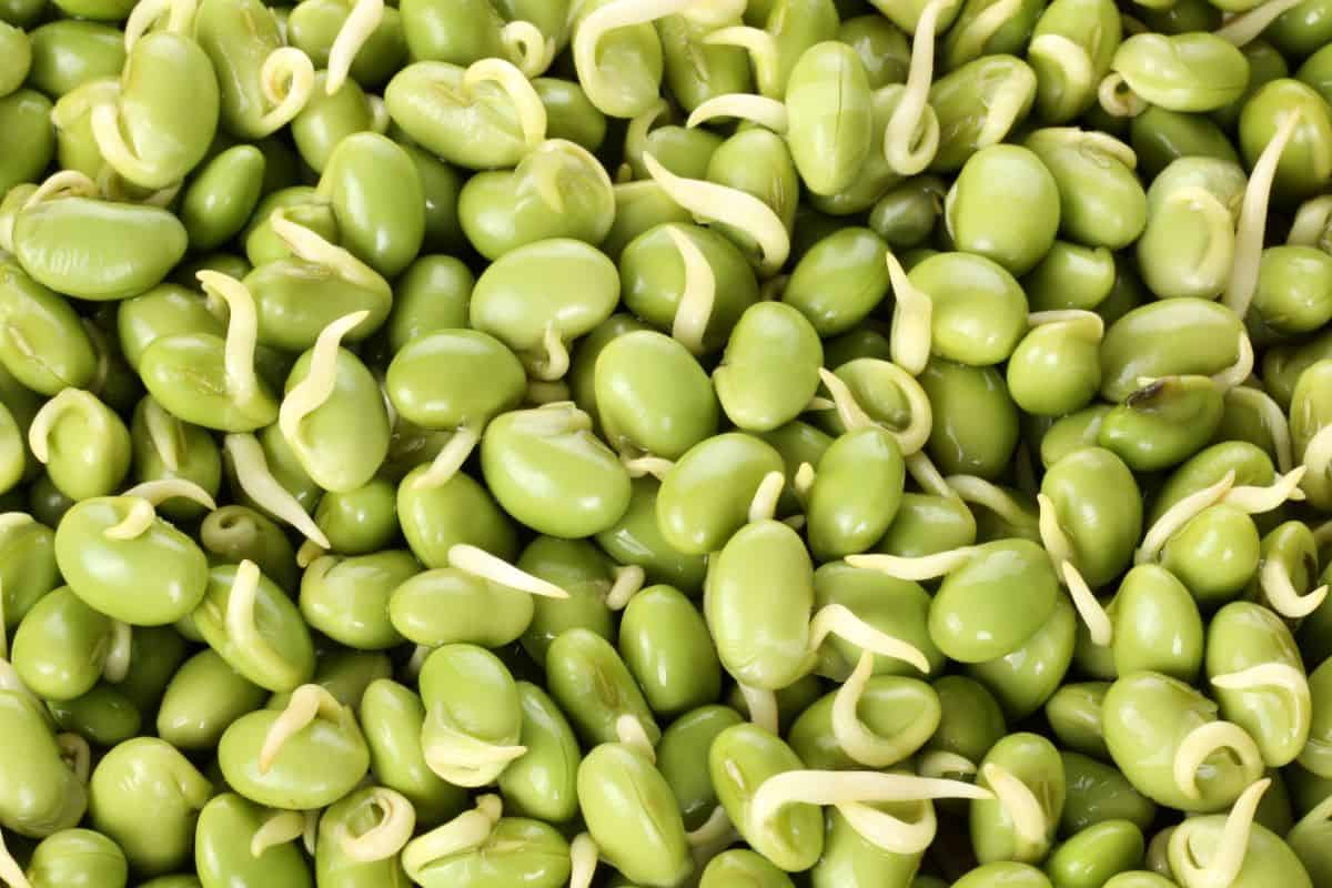 lima beans.