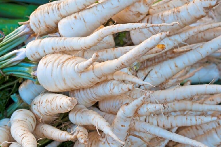 The Best 11 Celeriac Substitutes Greedy Gourmet