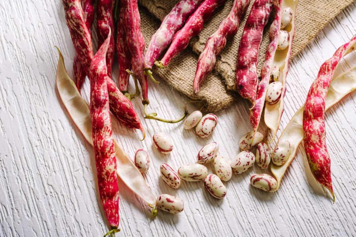 fresh borlotti beans.