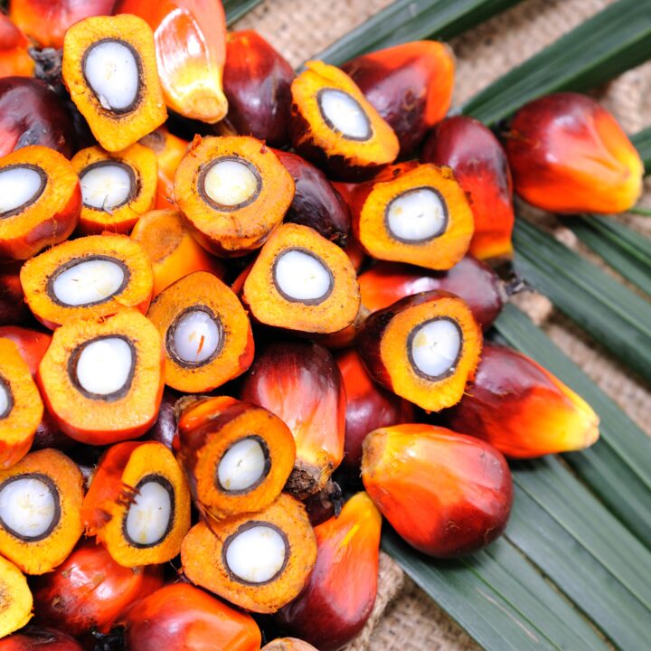 fruits that start with o, oil palm fruit.