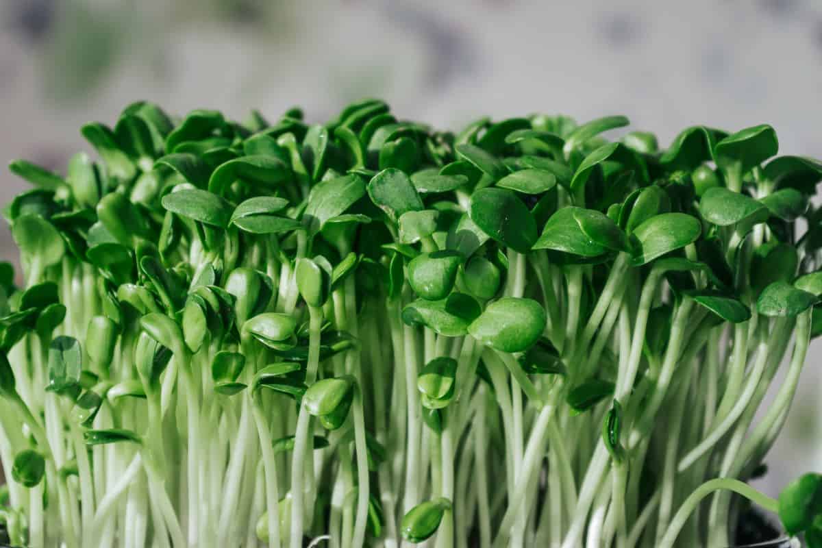 Bean Sprout Substitute Greedy Gourmet