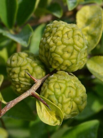 fruits that start with z featured image.