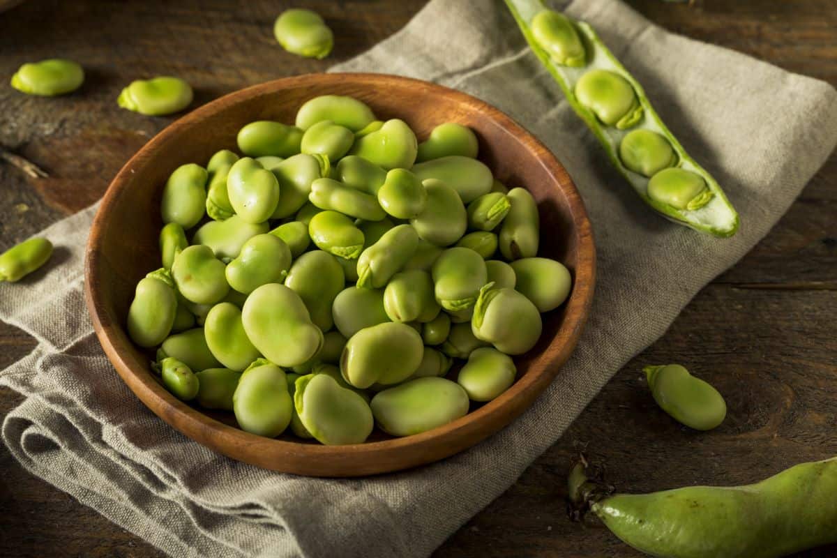 raw fava beans.