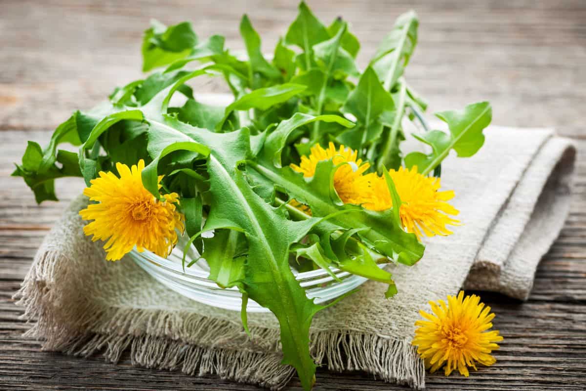 Dandelion Greens in a bowl.