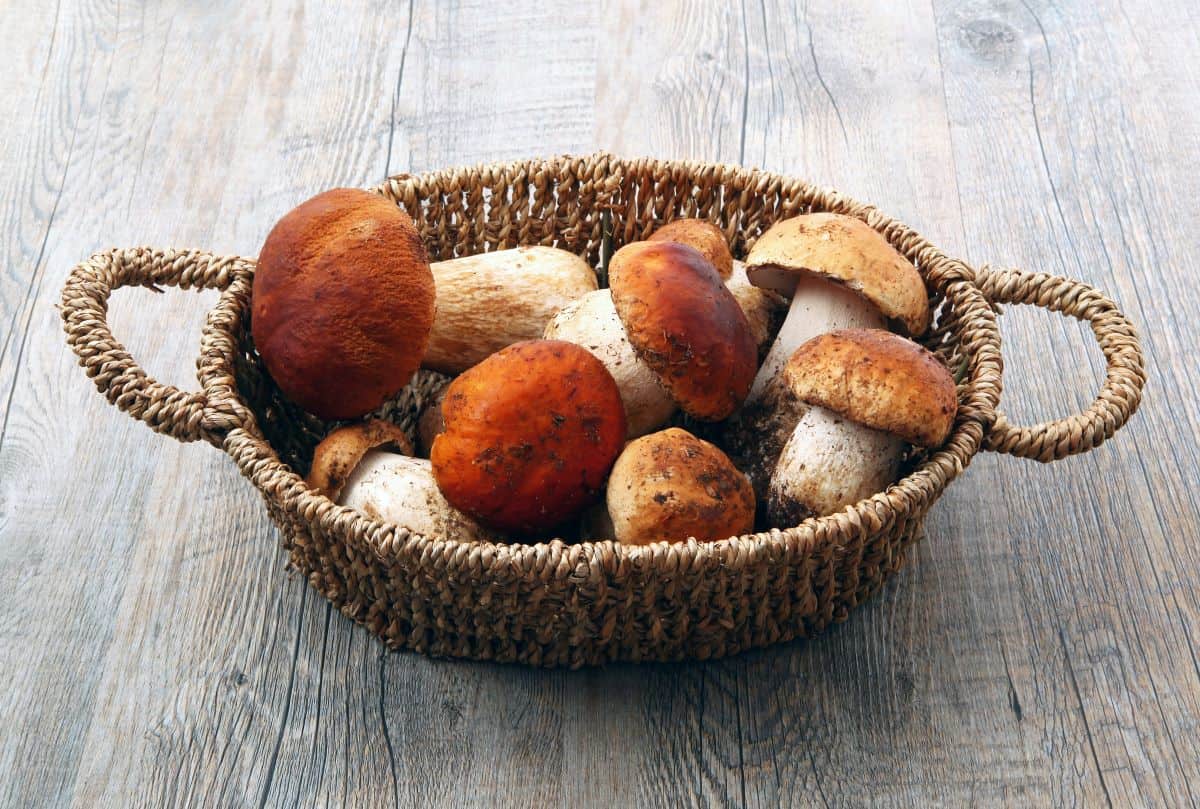 basket of porcini mushrooms.