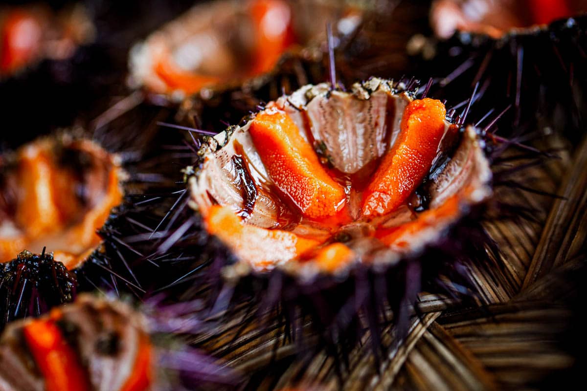Fresh sea urchins.