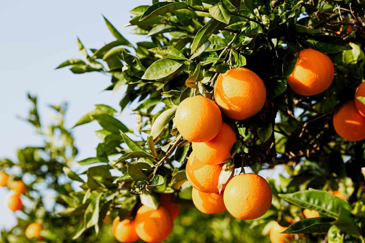 Trees with oranges.