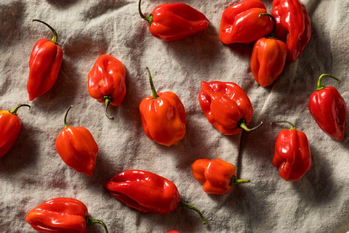 Habanero peppers.