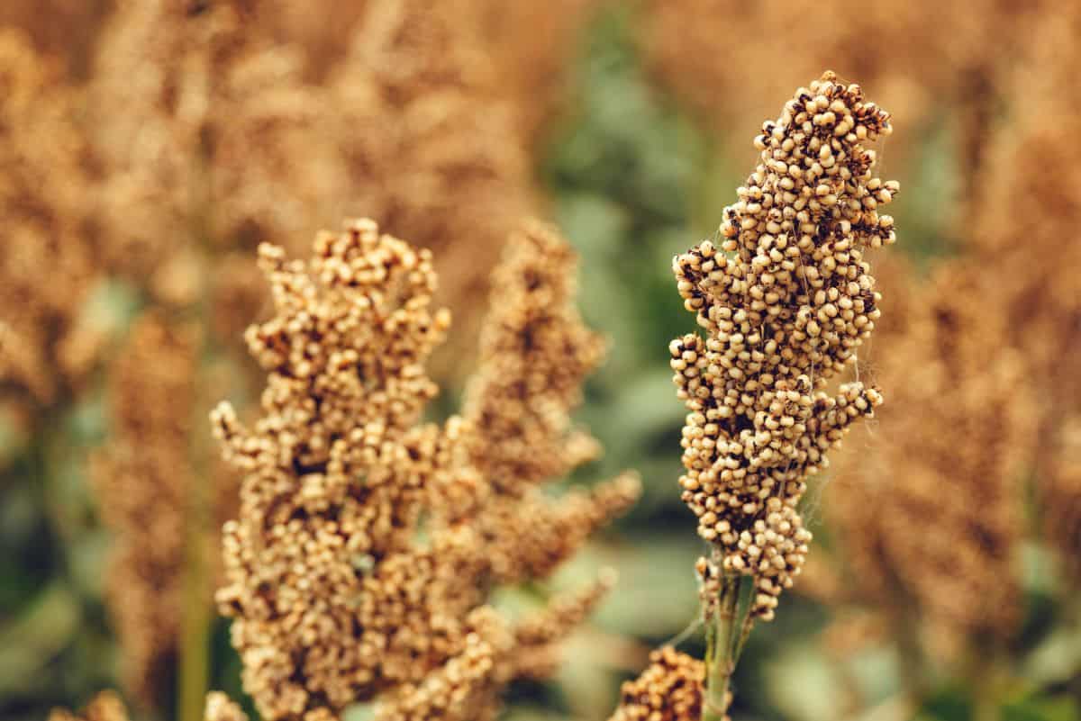 Sorghum plant.