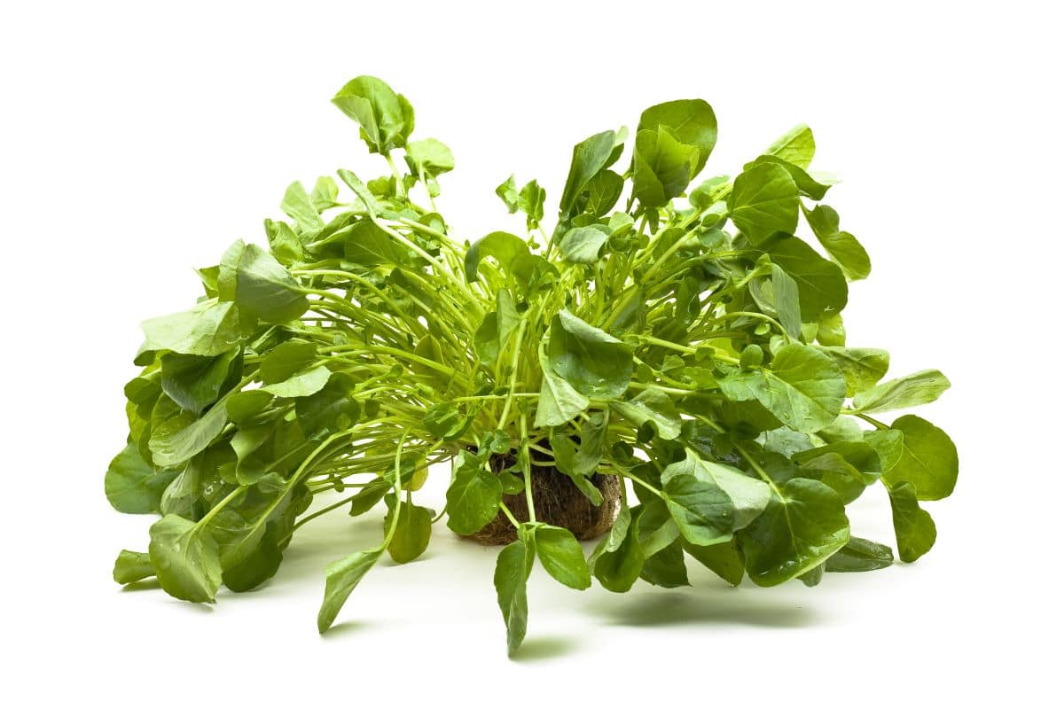 upland cress on a white background.