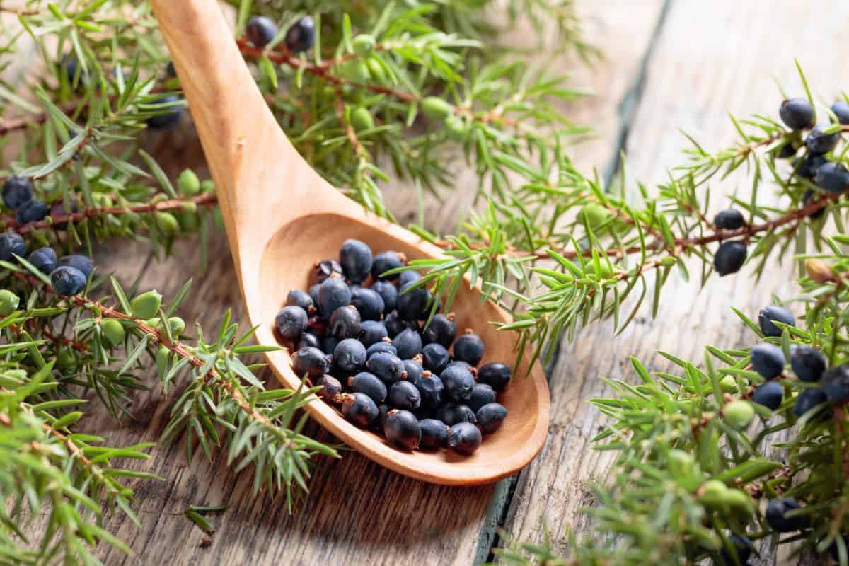 Spoon with juniper berries.