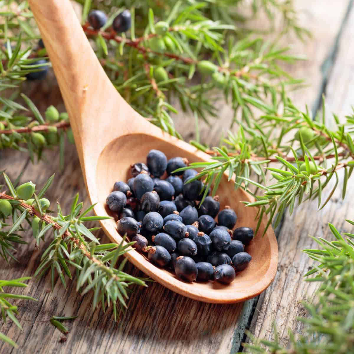 juniper berries substitute.