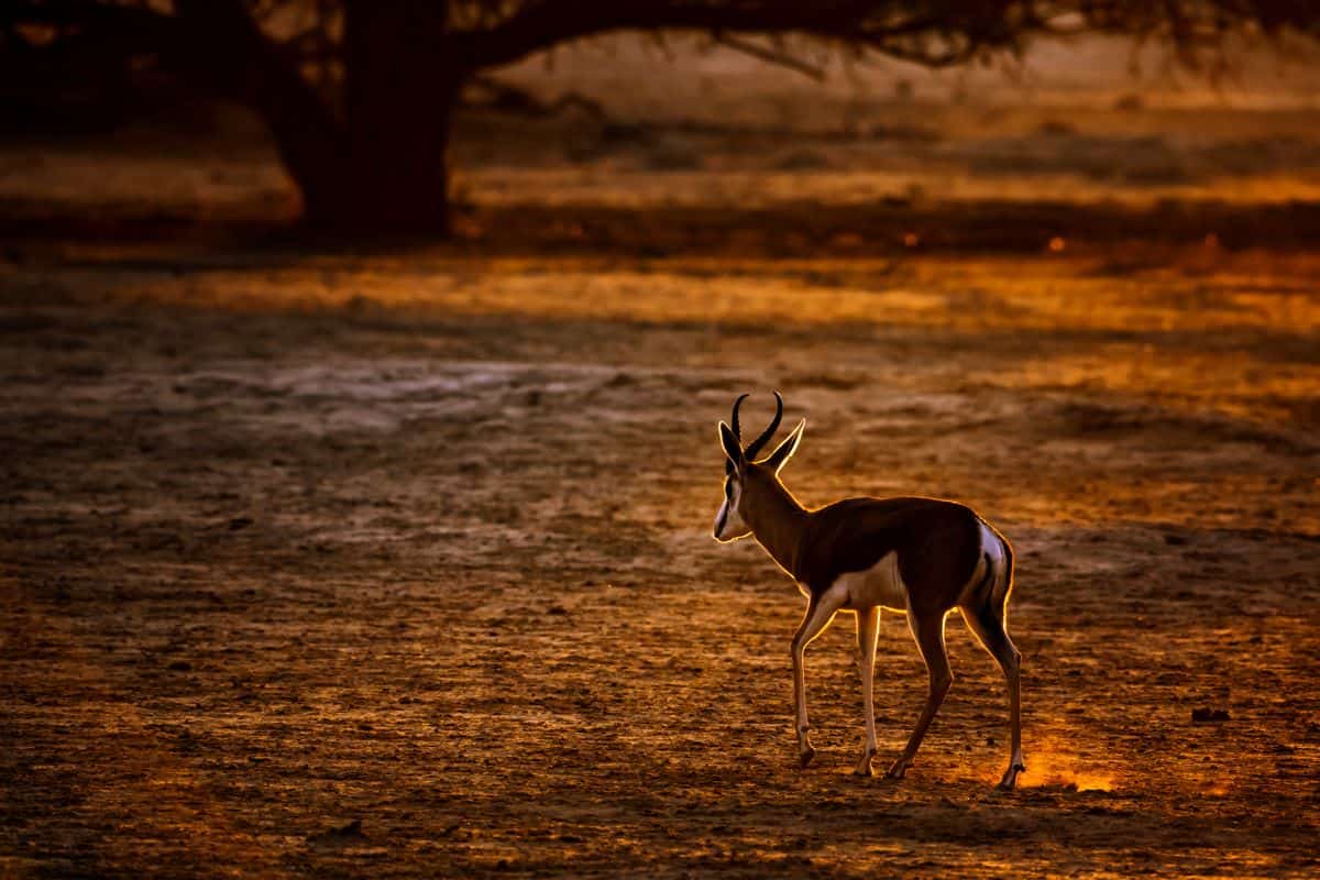 springbok wild in South Africa.