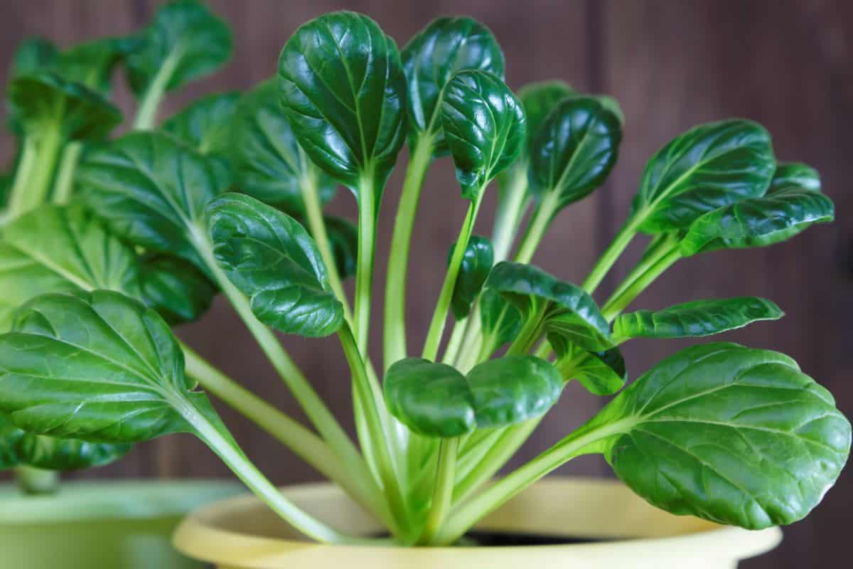 Tatsoi in a bowl.