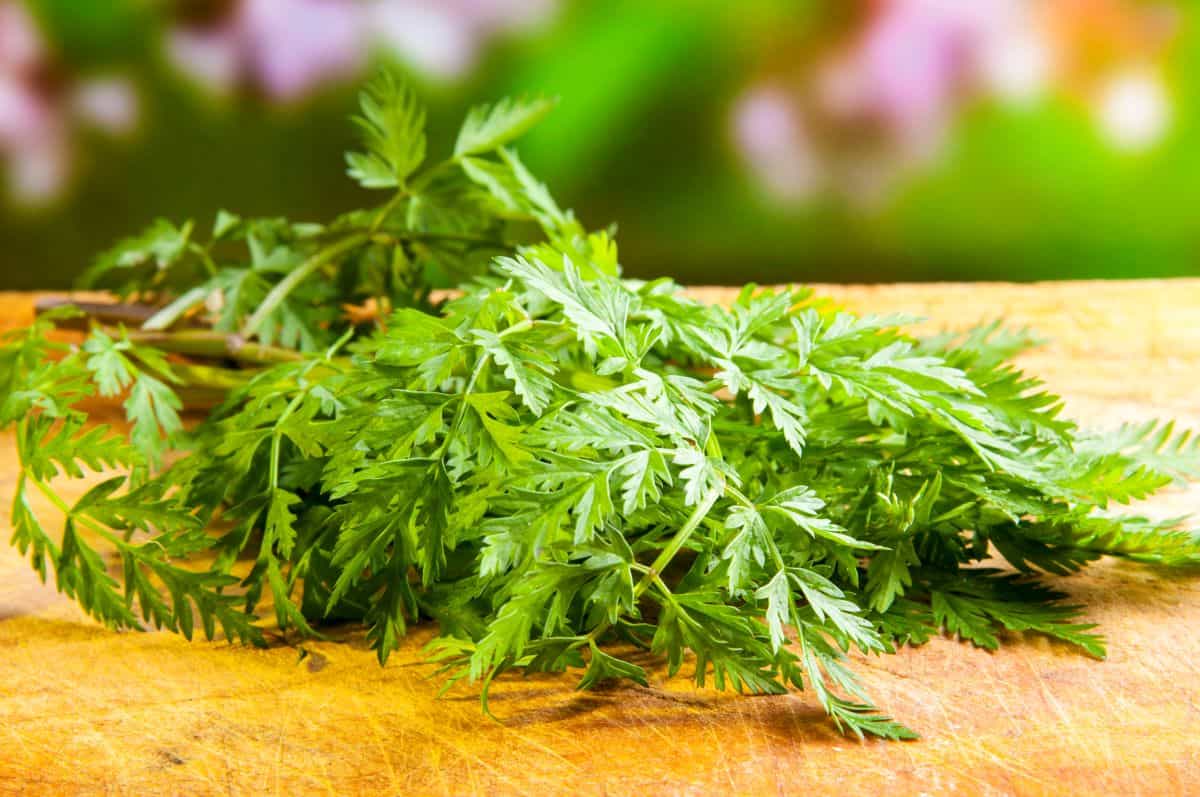 freshly picked chervil.