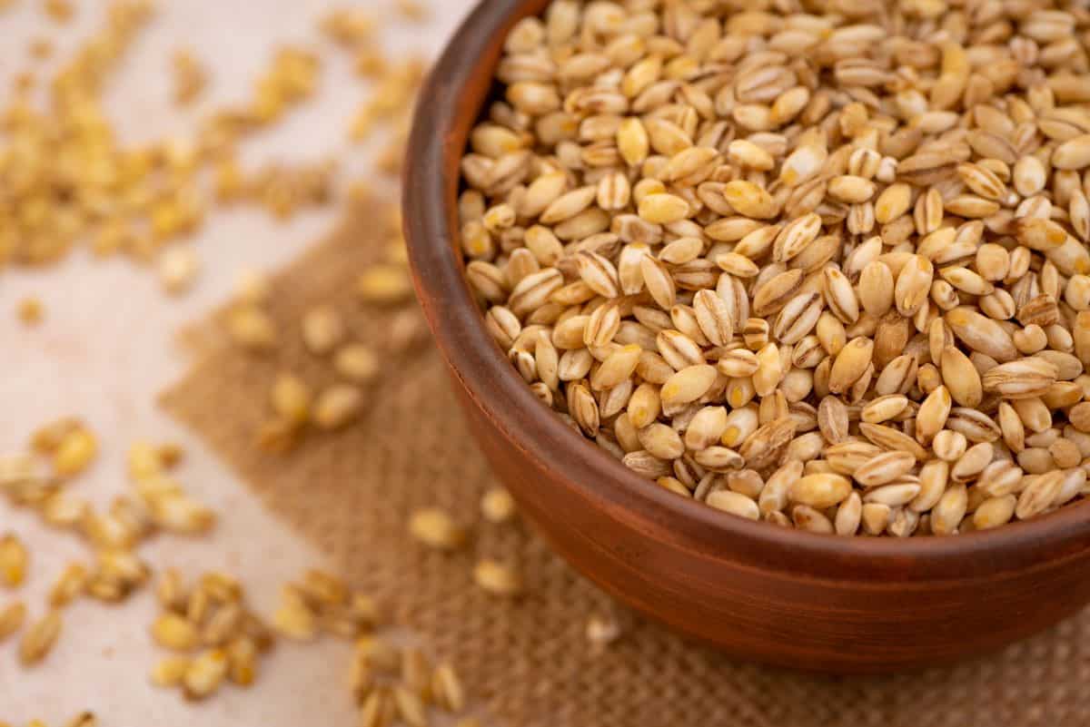 bowl of barley grains.