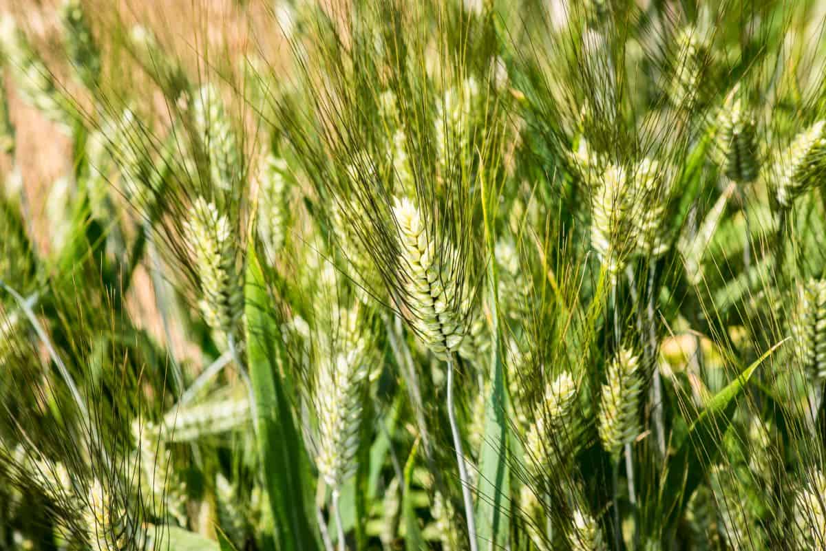 durum wheat.