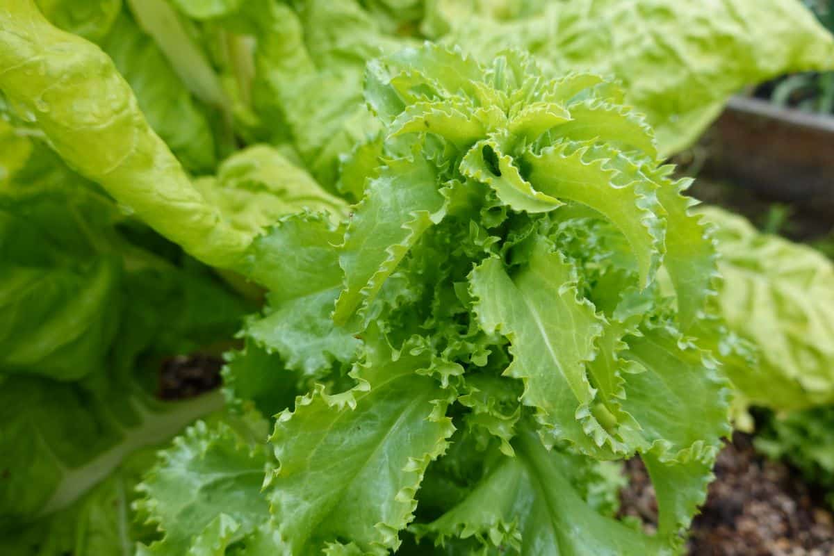 growing Escarole.