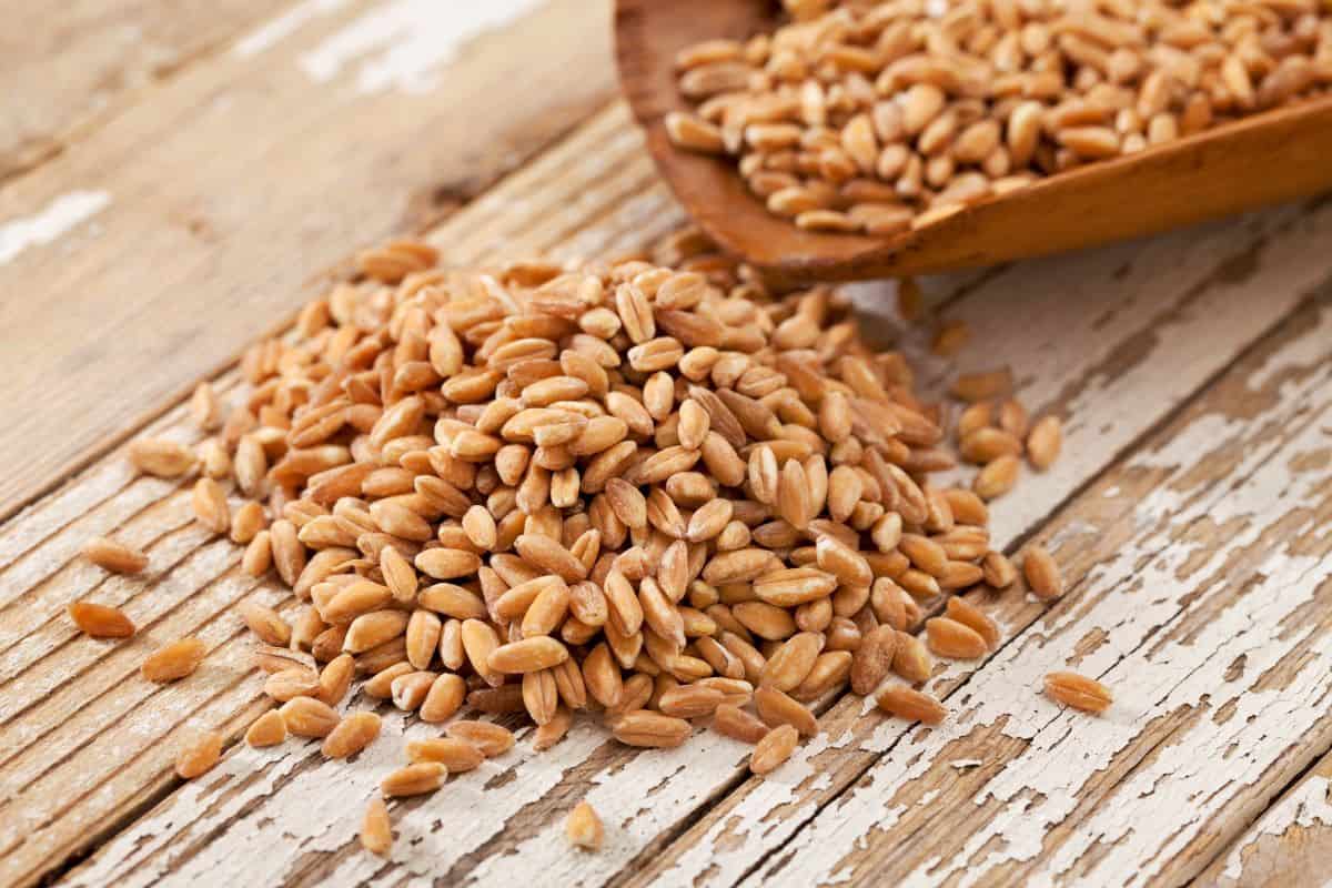 Farro grain.