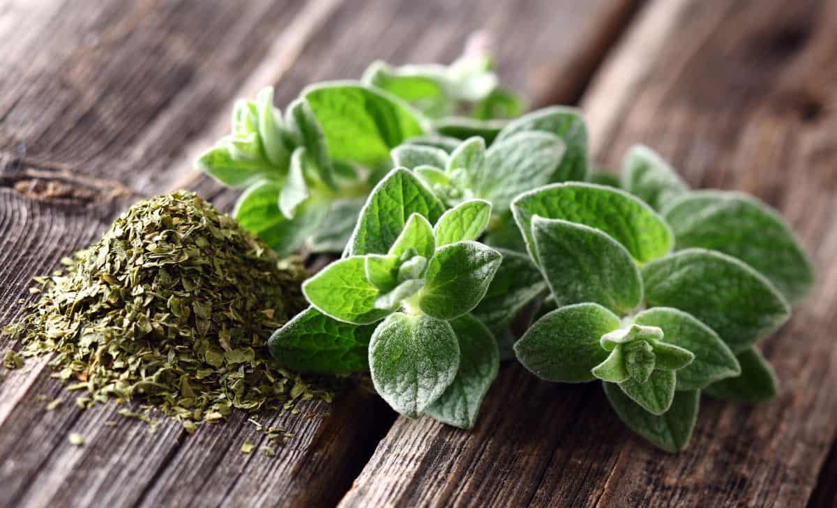 oregano on a table.