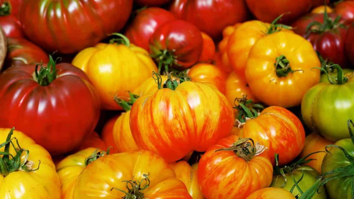 variety of heirloom tomatoes.