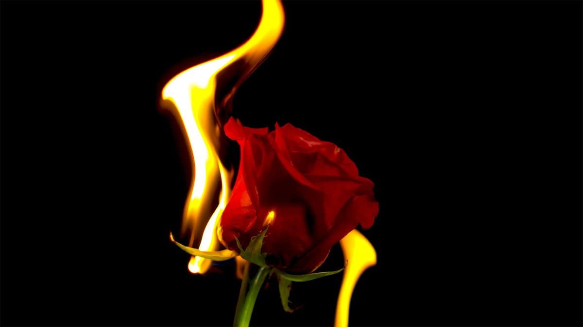 Rose on fire